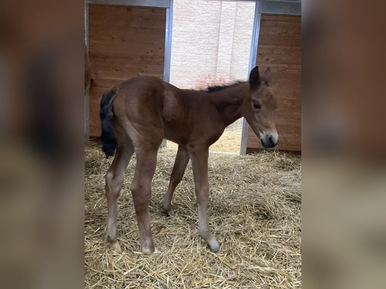 American Quarter Horse Mare  14,2 hh Brown in Griefstedt