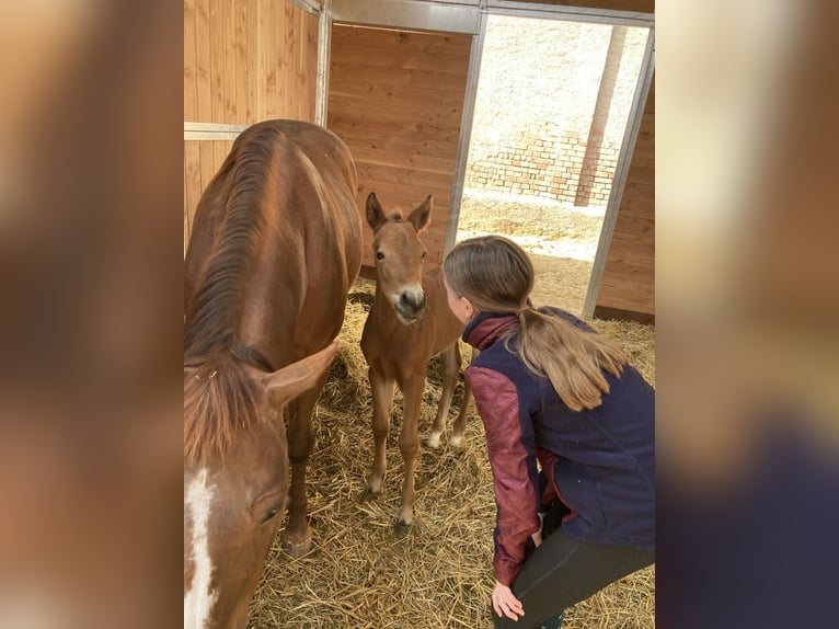 American Quarter Horse Mare  14,2 hh Brown in Griefstedt