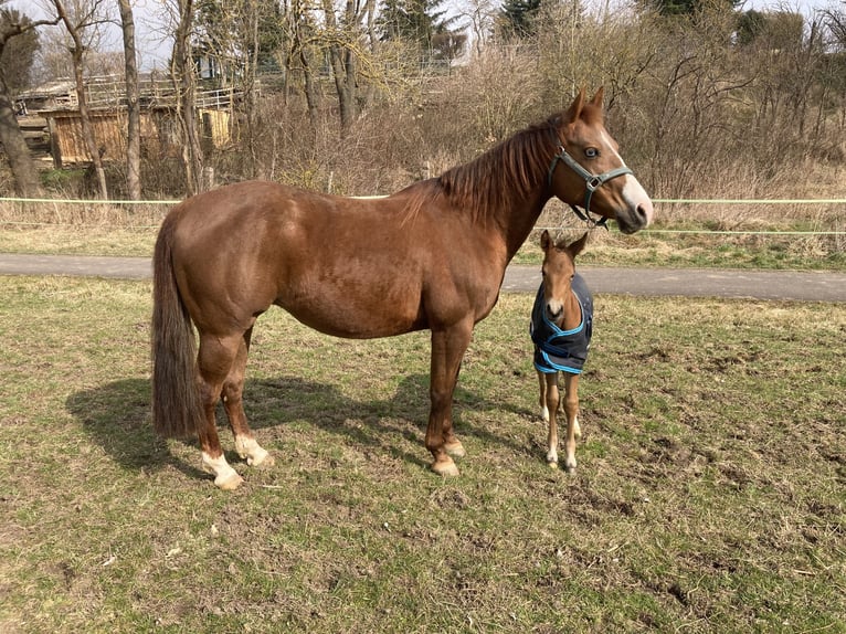 American Quarter Horse Mare  14,2 hh Brown in Griefstedt