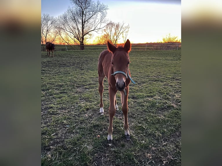 American Quarter Horse Mare  14,2 hh Brown in Griefstedt