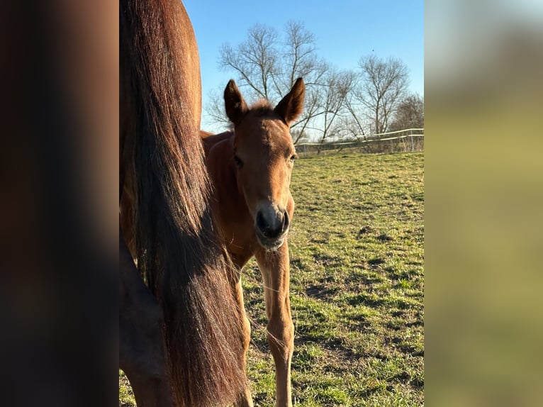 American Quarter Horse Mare  14,2 hh Brown in Griefstedt