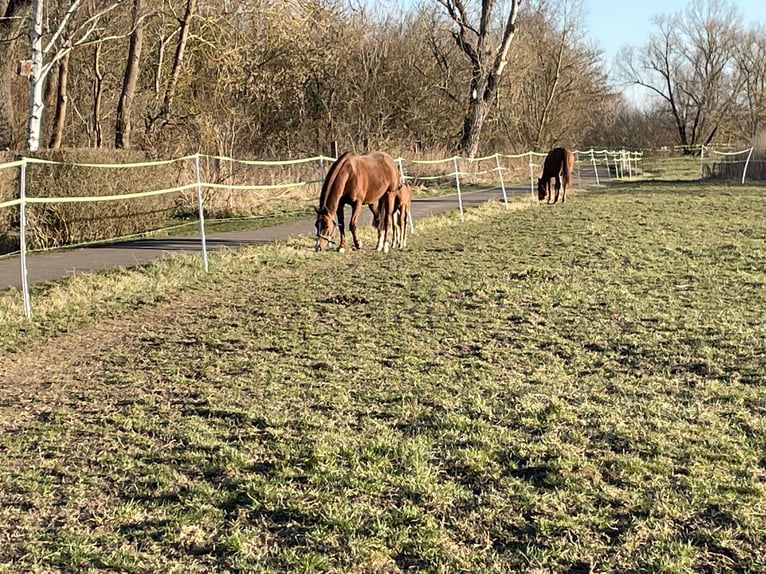 American Quarter Horse Mare  14,2 hh Brown in Griefstedt