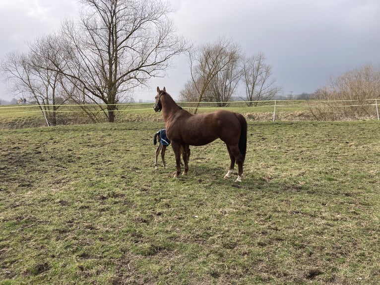 American Quarter Horse Mare  14,2 hh Brown in Griefstedt