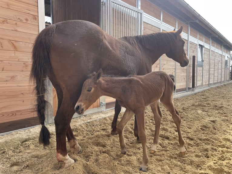 American Quarter Horse Mare  14,2 hh Brown in Griefstedt