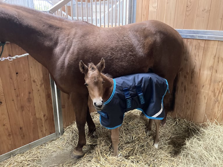 American Quarter Horse Mare  14,2 hh Brown in Griefstedt