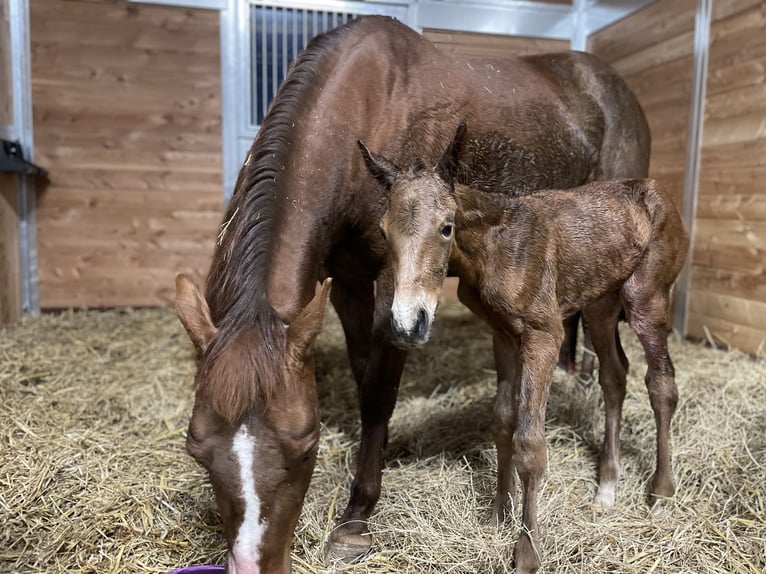 American Quarter Horse Mare  14,2 hh Brown in Griefstedt