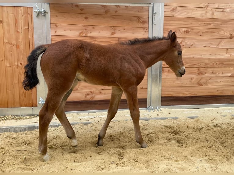 American Quarter Horse Mare  14,2 hh Brown in Griefstedt