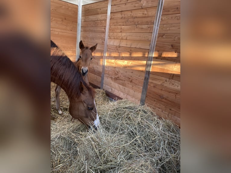 American Quarter Horse Mare  14,2 hh Brown in Griefstedt