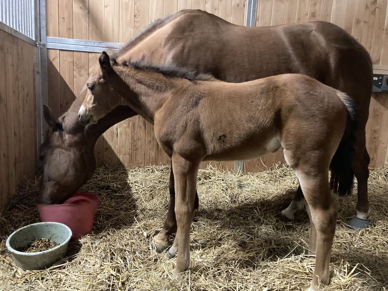 American Quarter Horse Mare  14,2 hh Brown in Griefstedt