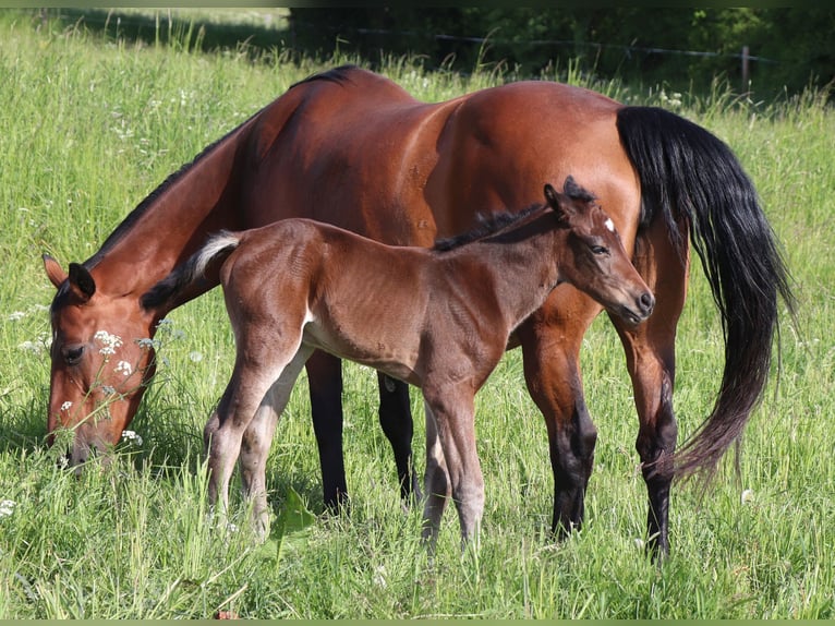 American Quarter Horse Mare Foal (05/2025) 14,2 hh Brown in M&#xFC;glitztal