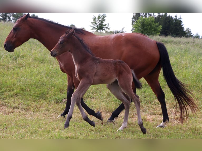 American Quarter Horse Mare Foal (05/2025) 14,2 hh Brown in M&#xFC;glitztal