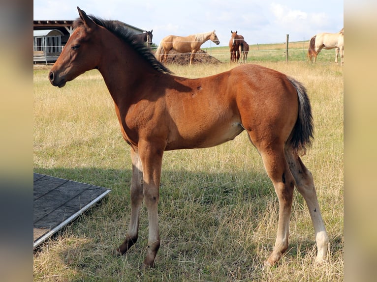American Quarter Horse Mare Foal (05/2025) 14,2 hh Brown in M&#xFC;glitztal