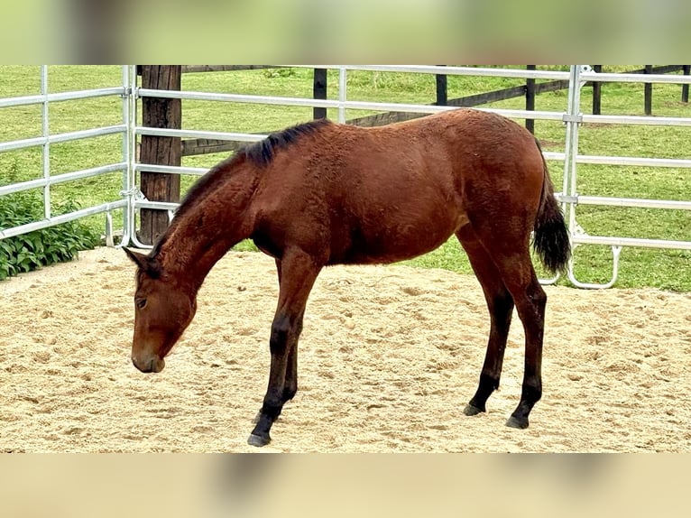 American Quarter Horse Mare Foal (04/2025) 14,2 hh Brown in Erkelenz