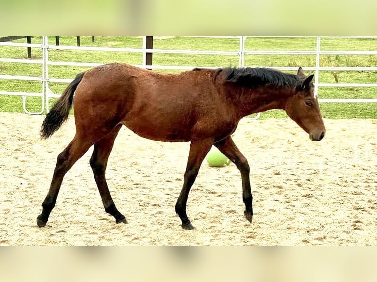 American Quarter Horse Mare Foal (04/2025) 14,2 hh Brown in Erkelenz