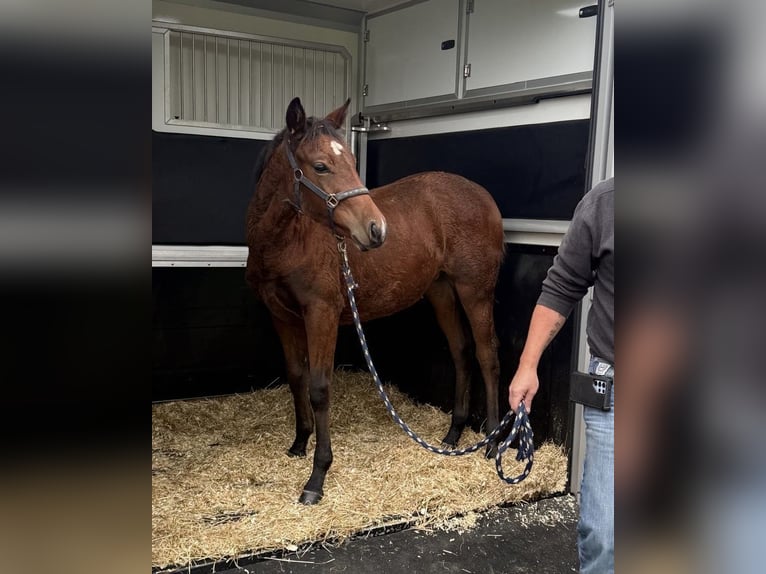 American Quarter Horse Mare Foal (04/2025) 14,2 hh Brown in Erkelenz