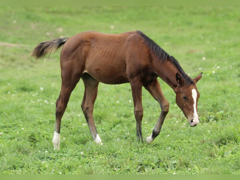 American Quarter Horse Mare Foal (05/2025) 14,2 hh Brown in Waldshut-Tiengen