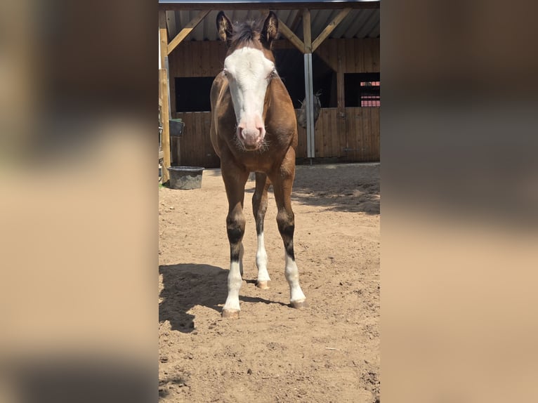 American Quarter Horse Mare  14,2 hh Brown in Pottenstein