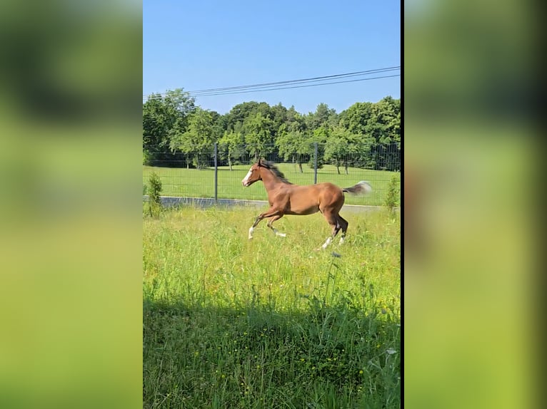 American Quarter Horse Mare  14,2 hh Brown in Pottenstein
