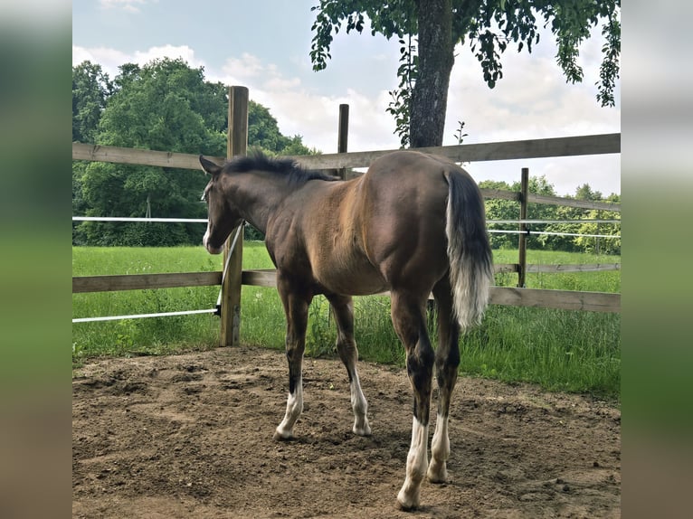 American Quarter Horse Mare  14,2 hh Brown in Pottenstein