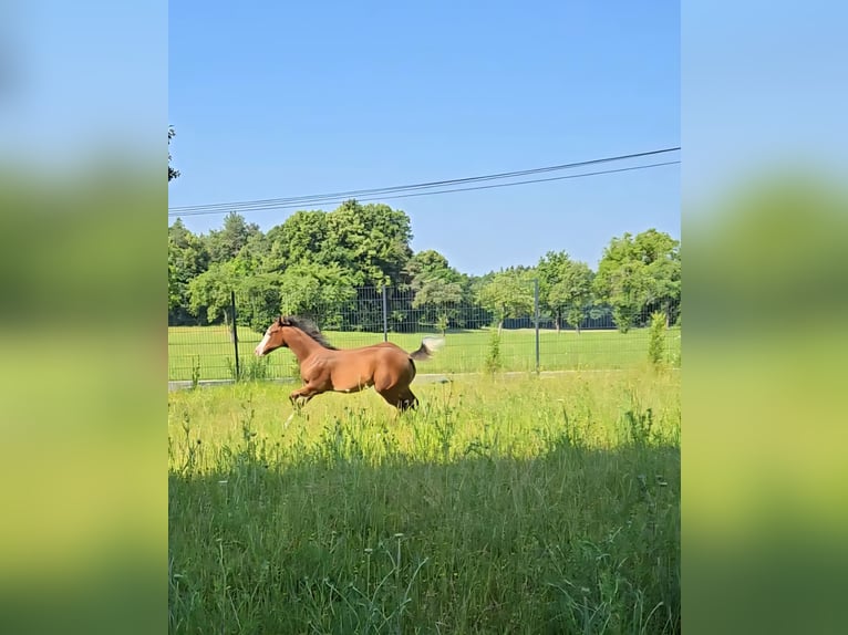 American Quarter Horse Mare  14,2 hh Brown in Pottenstein