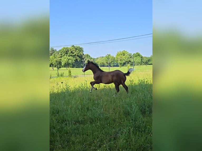 American Quarter Horse Mare  14,2 hh Brown in Pottenstein