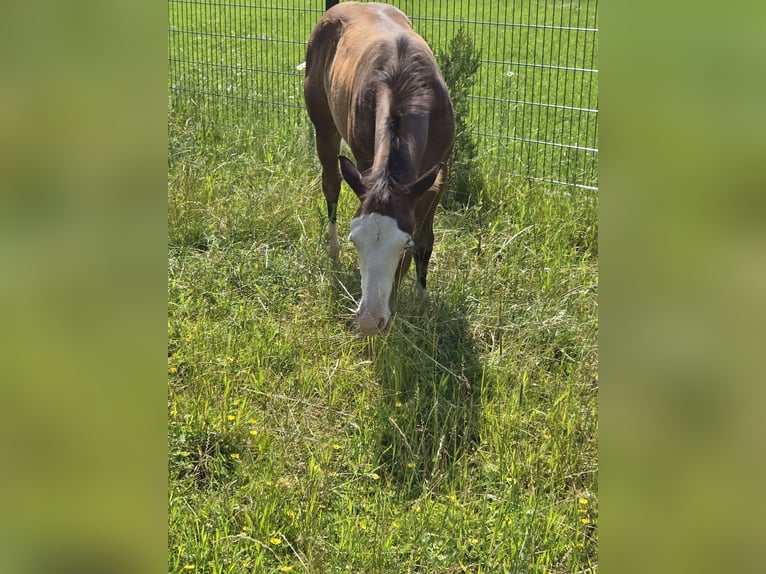 American Quarter Horse Mare  14,2 hh Brown in Pottenstein