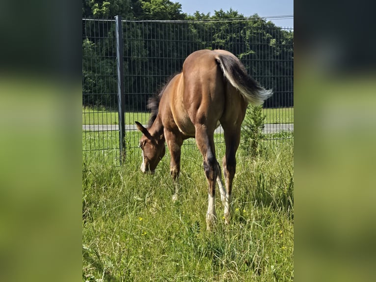 American Quarter Horse Mare  14,2 hh Brown in Pottenstein