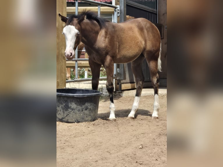 American Quarter Horse Mare  14,2 hh Brown in Pottenstein