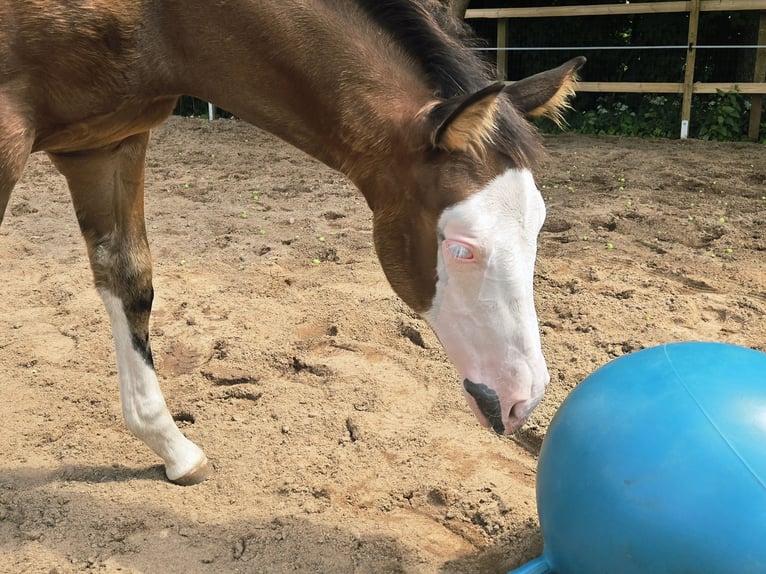 American Quarter Horse Mare  14,2 hh Brown in Pottenstein
