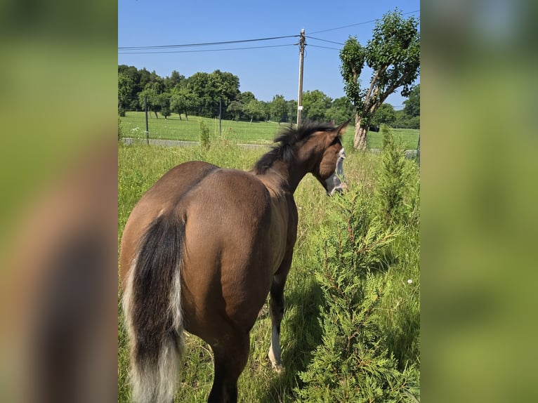 American Quarter Horse Mare  14,2 hh Brown in Pottenstein