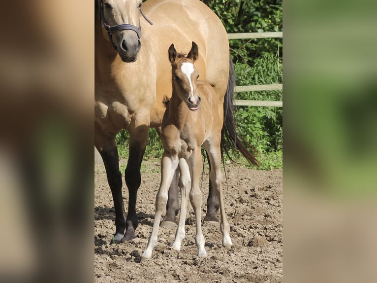 American Quarter Horse Mare  14,2 hh Brown in Celle