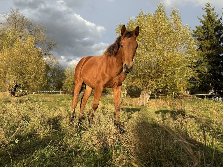 American Quarter Horse Mare Foal (03/2025) 14,2 hh Brown in Kindelbrück American Quarter Horse Mare Foal (03/2025) 14,2 hh Brown in Kindelbrück