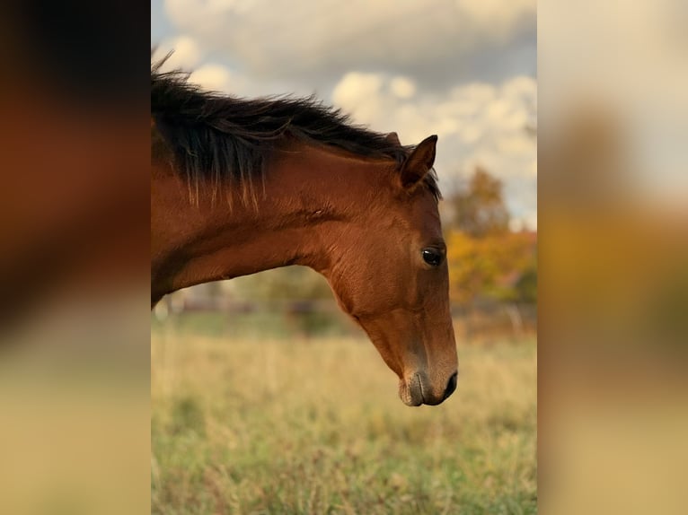 American Quarter Horse Mare Foal (03/2025) 14,2 hh Brown in Kindelbr&#xFC;ck