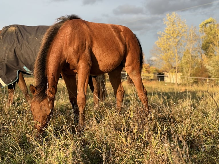 American Quarter Horse Mare Foal (03/2025) 14,2 hh Brown in Kindelbrück American Quarter Horse Mare Foal (03/2025) 14,2 hh Brown in Kindelbrück