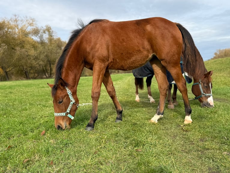 American Quarter Horse Mare Foal (03/2025) 14,2 hh Brown in Kindelbr&#xFC;ck