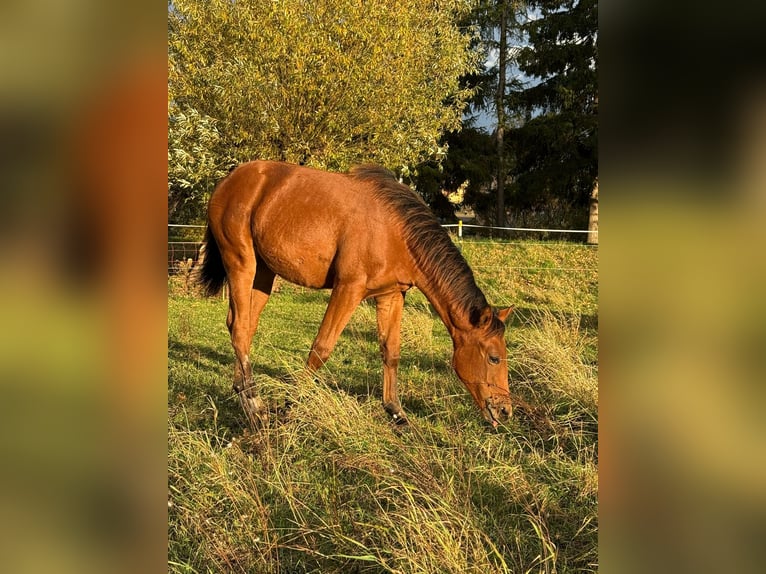 American Quarter Horse Mare Foal (03/2025) 14,2 hh Brown in Kindelbr&#xFC;ck