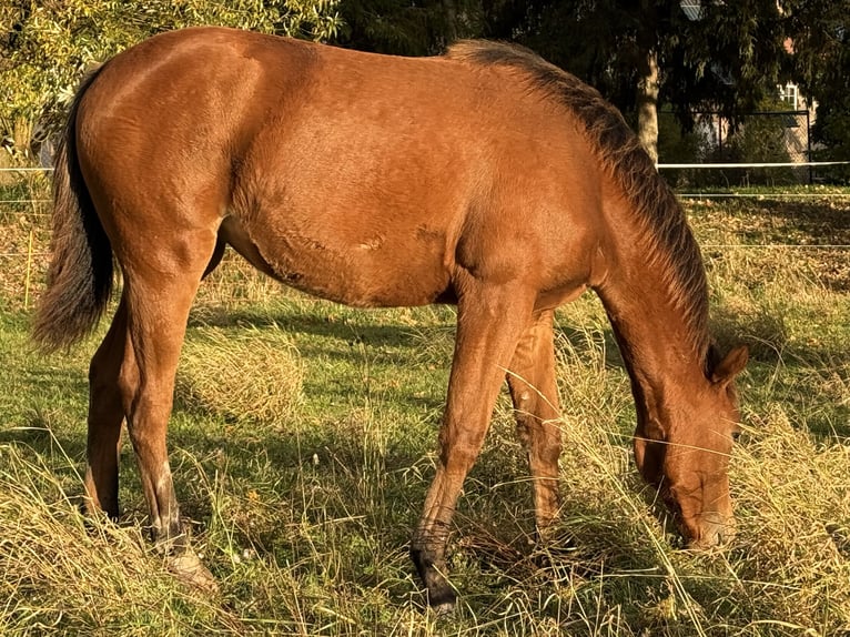 American Quarter Horse Mare Foal (03/2025) 14,2 hh Brown in Kindelbrück American Quarter Horse Mare Foal (03/2025) 14,2 hh Brown in Kindelbrück