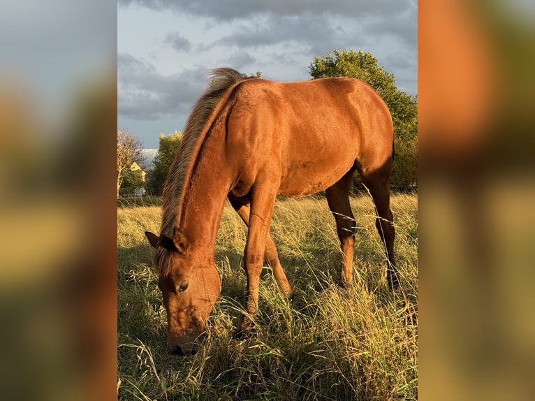 American Quarter Horse Mare Foal (03/2025) 14,2 hh Brown in Kindelbrück American Quarter Horse Mare Foal (03/2025) 14,2 hh Brown in Kindelbrück