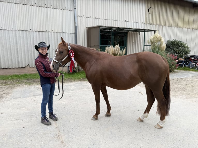 American Quarter Horse Mare Foal (03/2025) 14,2 hh Brown in Kindelbrück American Quarter Horse Mare Foal (03/2025) 14,2 hh Brown in Kindelbrück