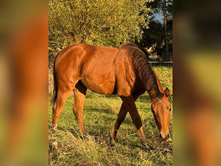 American Quarter Horse Mare Foal (03/2025) 14,2 hh Brown in Kindelbr&#xFC;ck