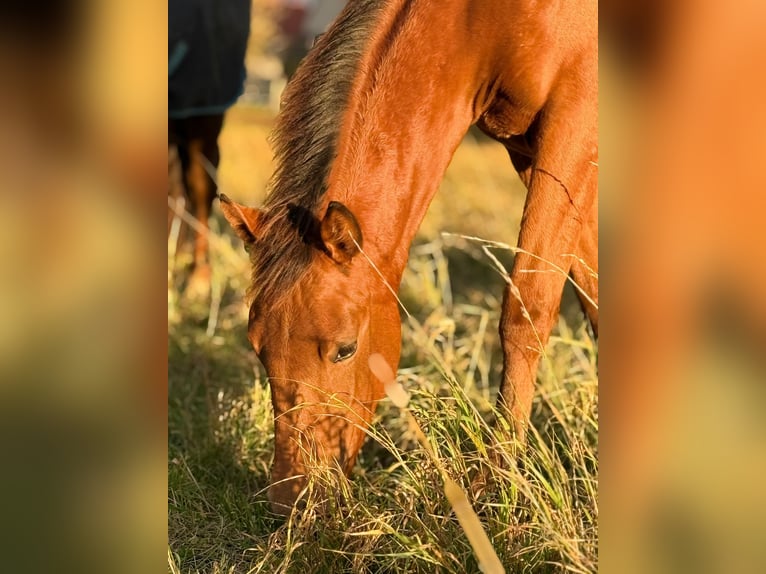 American Quarter Horse Mare Foal (03/2025) 14,2 hh Brown in Kindelbrük