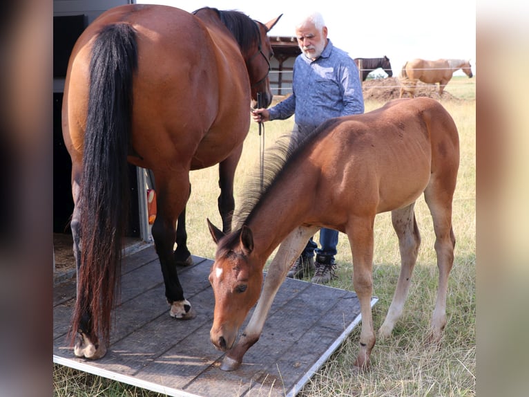 American Quarter Horse Mare Foal (05/2025) 14,2 hh Brown in M&#xFC;glitztal