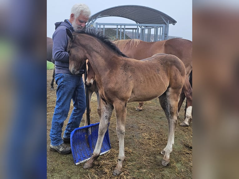 American Quarter Horse Mare Foal (05/2025) 14,2 hh Brown in M&#xFC;glitztal