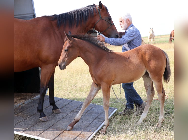 American Quarter Horse Mare Foal (05/2025) 14,2 hh Brown in M&#xFC;glitztal