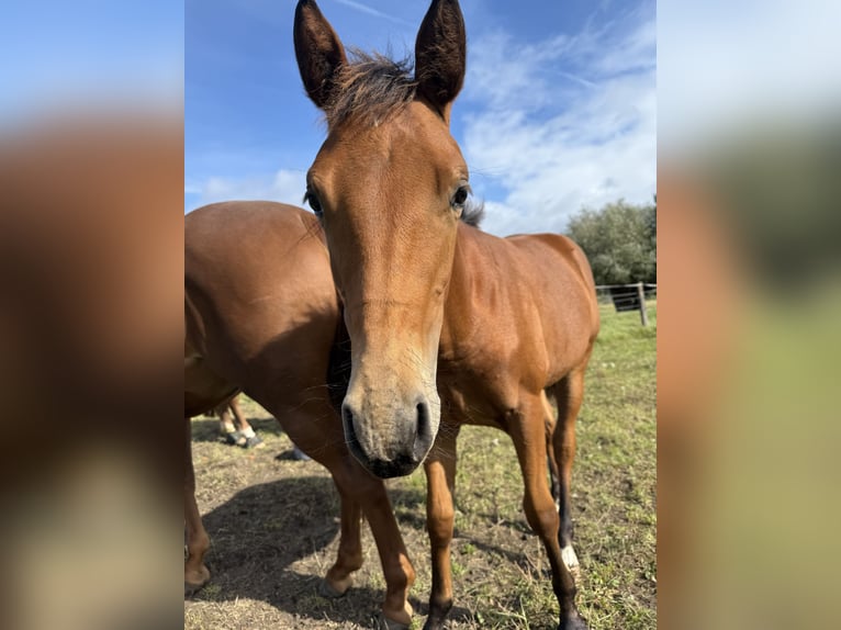 American Quarter Horse Mare Foal (03/2025) 14,2 hh Brown in Riethgen