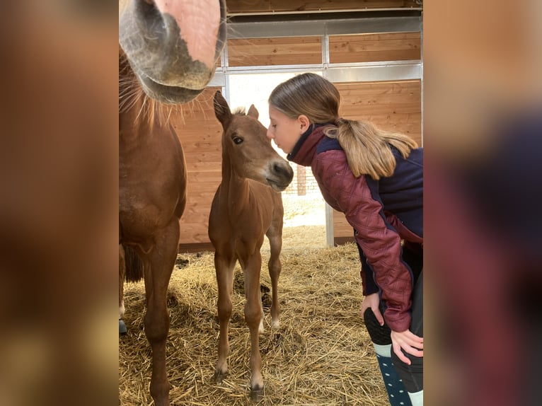 American Quarter Horse Mare Foal (03/2025) 14,2 hh Brown in Riethgen