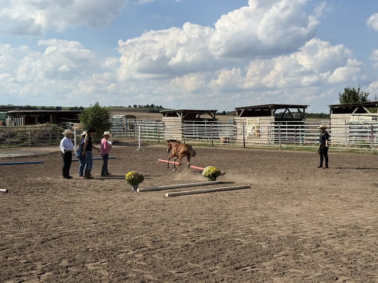 American Quarter Horse Mare Foal (03/2025) 14,2 hh Brown in Riethgen