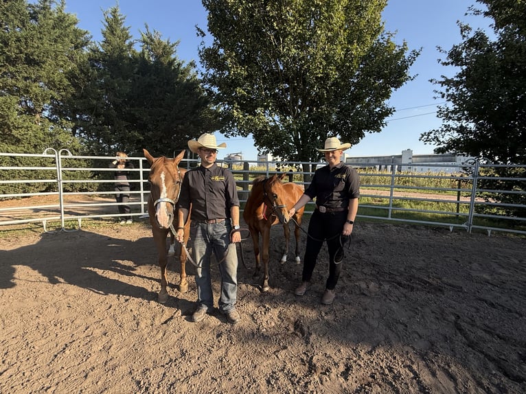 American Quarter Horse Mare Foal (03/2025) 14,2 hh Brown in Riethgen