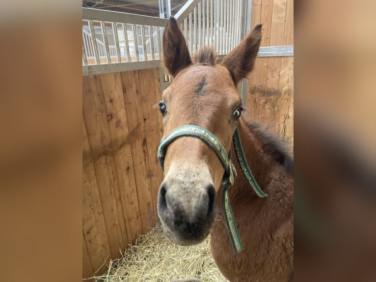 American Quarter Horse Mare Foal (03/2025) 14,2 hh Brown in Riethgen
