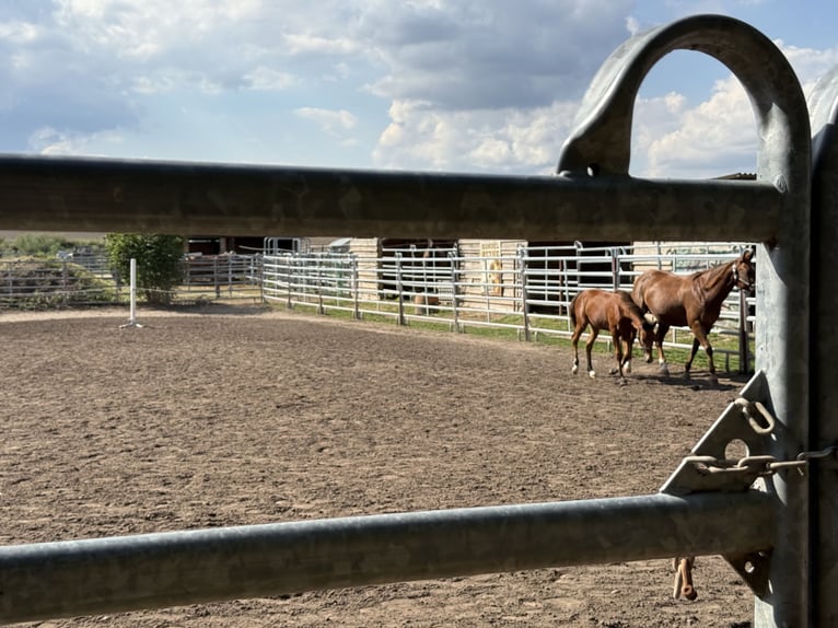 American Quarter Horse Mare Foal (03/2025) 14,2 hh Brown in Riethgen